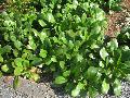 Britten Bergenia / Bergenia 